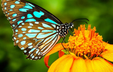 metulj na cvetu