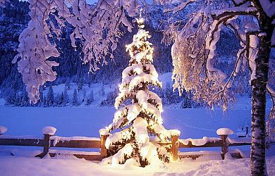 Zimsko drevo