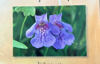 naslovnica knjige Moji haikuji