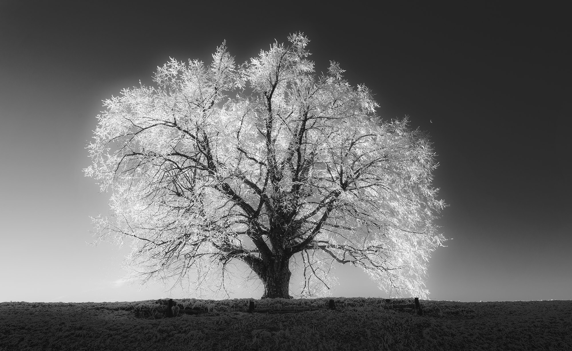zimsko drevo