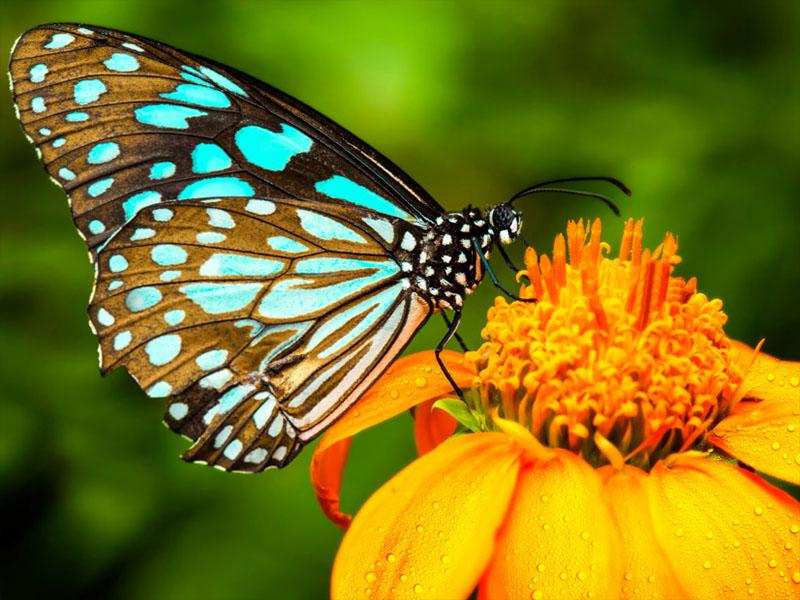 metulj na cvetu